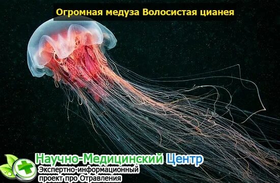Медузы первая помощь. Смертельно ядовитые медузы. морская оса медуза. волосистая медуза.