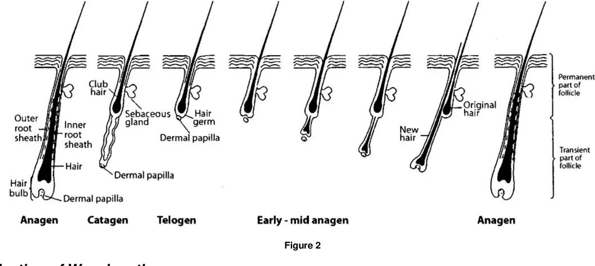 Растут корни волос. Строение волосяного фолликула схема. Фазы роста волос анаген. Фазы роста волосяной луковицы. Фазы роста волос схема.