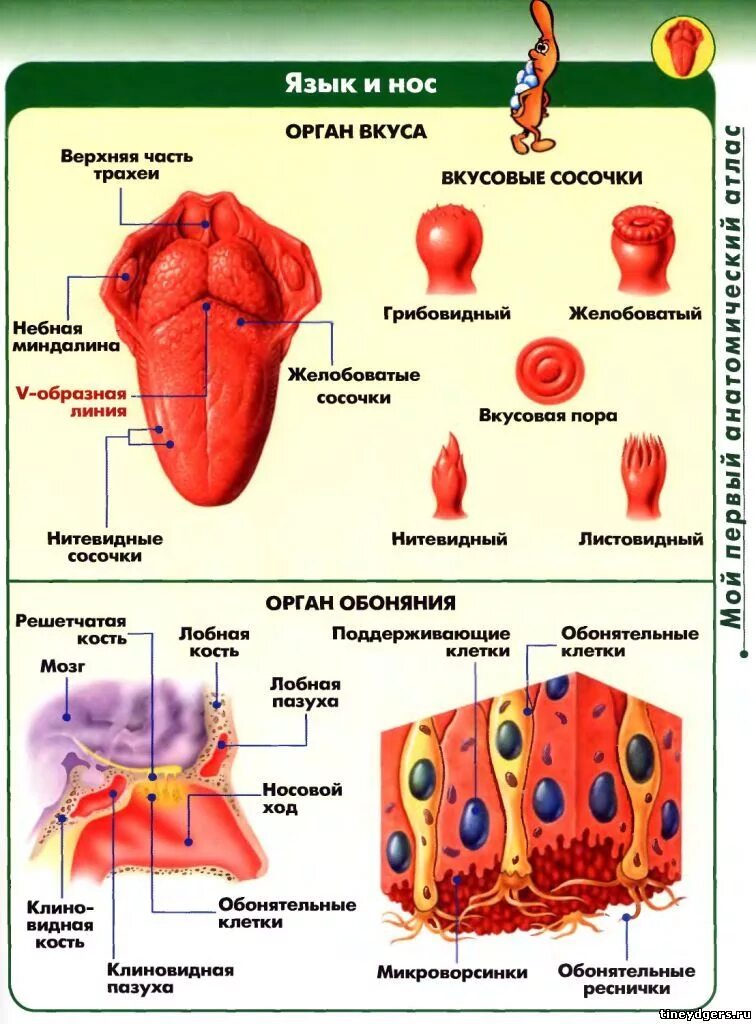 Орган вкуса и обоняния анатомия. Строение и функции обонятельного и вкусового анализатора.. Строение обоняния и вкуса. Анализаторы обоняния и вкуса
