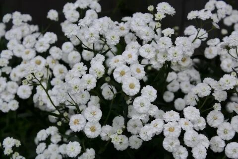 Многолетний цветок с белыми мелкими цветами