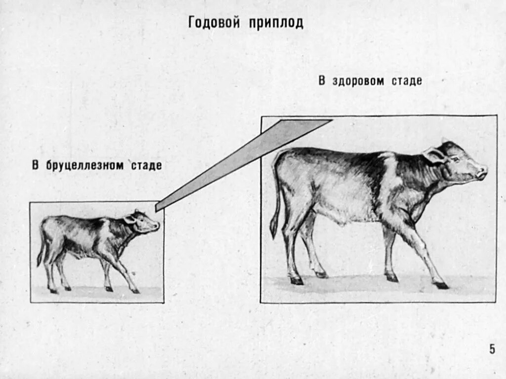 Наставление по диагностике бруцеллеза