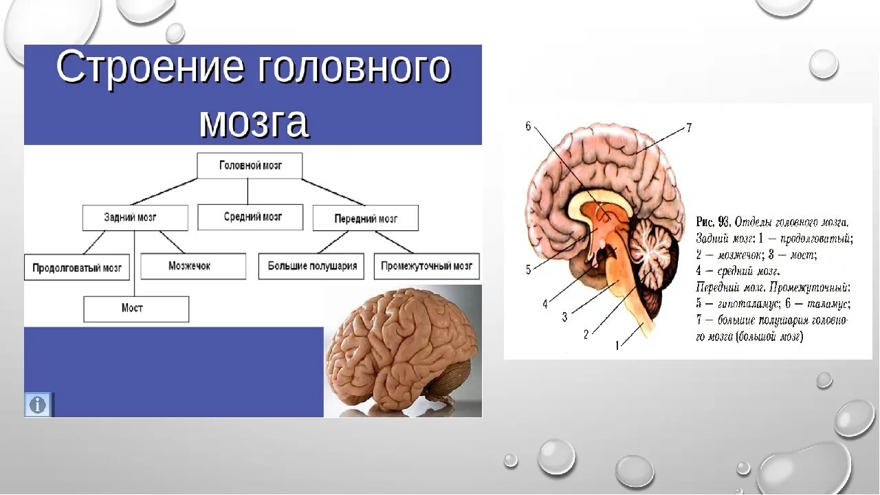 Тест по теме мозг 8 класс. Отделы головного мозга передний средний задний. Задний и промежуточный мозг отделы строение. Строение и функции среднего мозга мозга. Средний мозг продолговатый мозг промежуточный мозг функции.