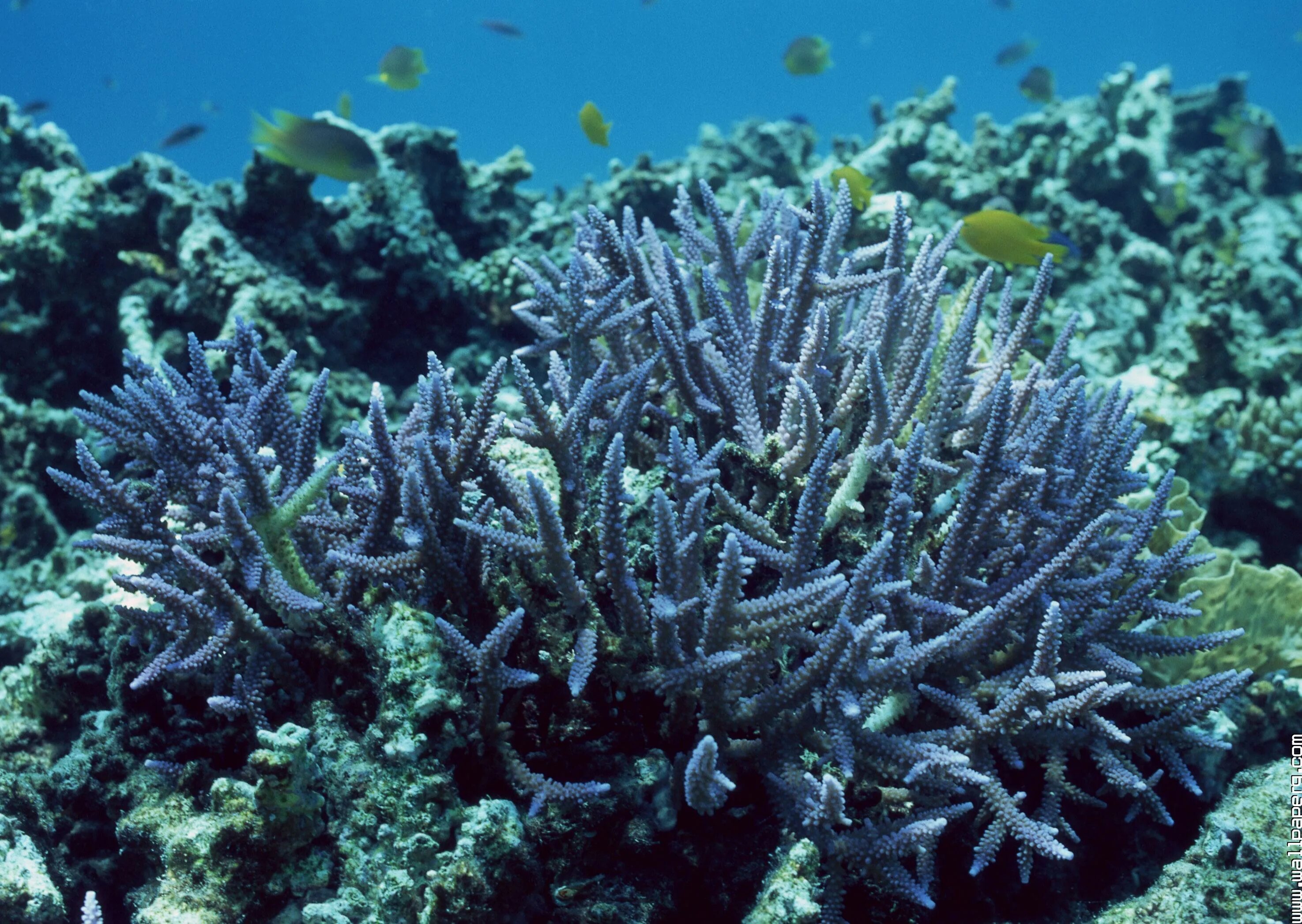 Coral blue. Подводный мир кораллы. Растения в море. Растения морей и океанов. Голубой коралл.