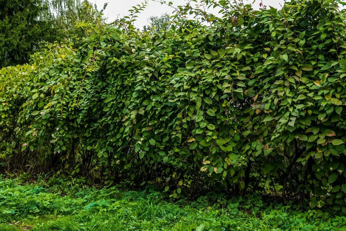 Дальневосточный кишмиш актинидия. Актинидия кишмиш. Кыш мыш. Актинидия кишмиш. Кишмиш лиана дальневосточная.