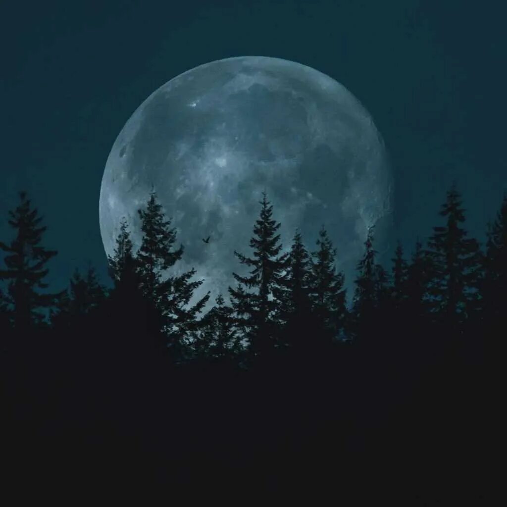 ночной лунный лес. ночь лес луна. ночь луна река. полнолуние в лесу. мрачный пейзаж.