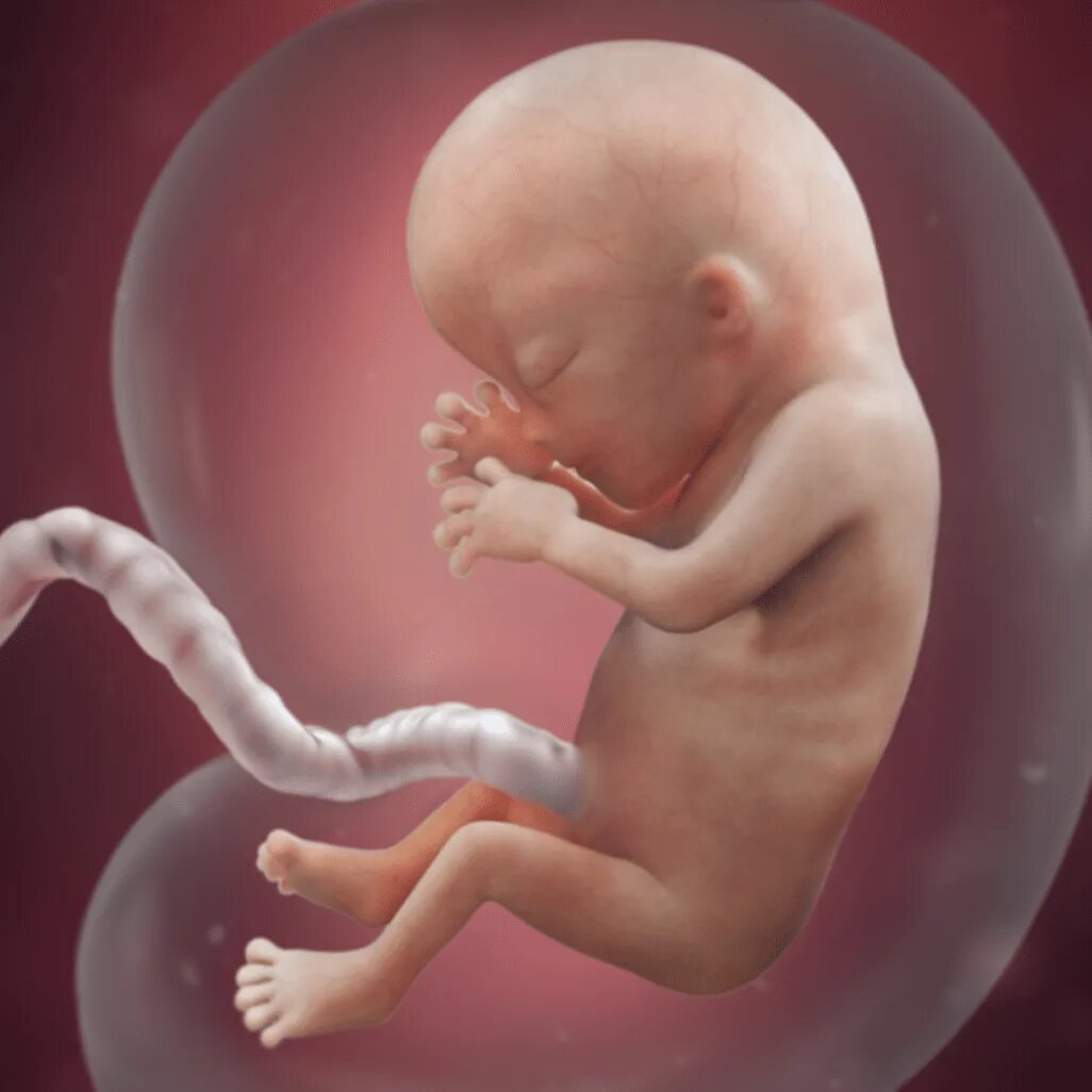 Fetal Development - Middlesex-London ... Odontología, Etiquetas escolares para n