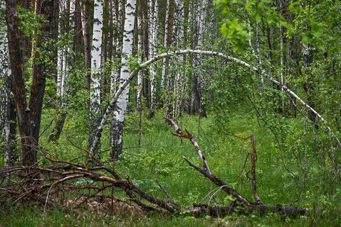 Русский лес 2