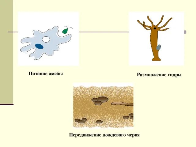 Цепь питания с дождевым червем. Питание и размножение гидры. Размножение амебы. Передвижение гидры. Гидра амеба.