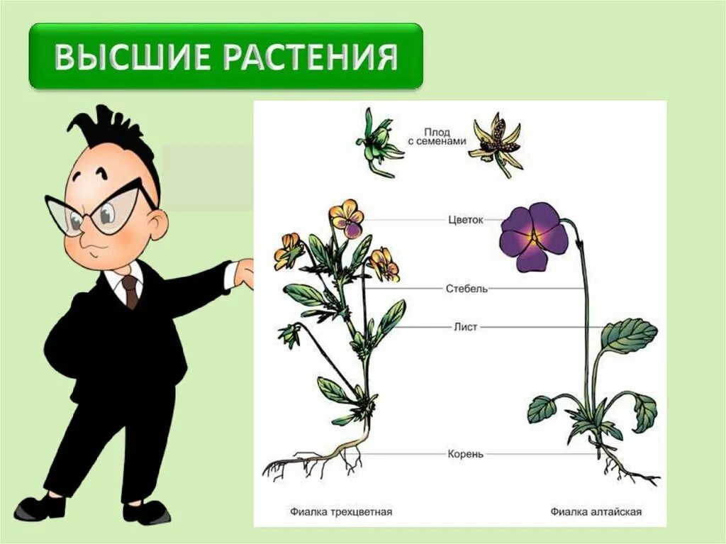 Тема растения. Биология тема растения. Растения 5 класс биология. Царство растений 5 класс биология. Тема по биологии растения города