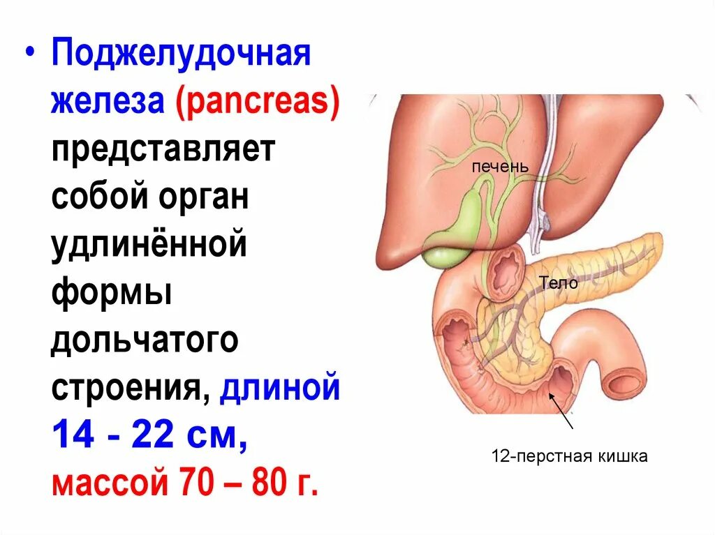 12-Перстная кишка печень поджелудочная железа строение. 12 Перстная кишка печень поджелудочная железа. Структура органов человека поджелудочная железа. Местоположение поджелудочной железы в организме человека. Поджелудок где находится