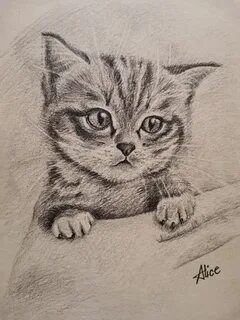 Фотографии нарисованного котенка