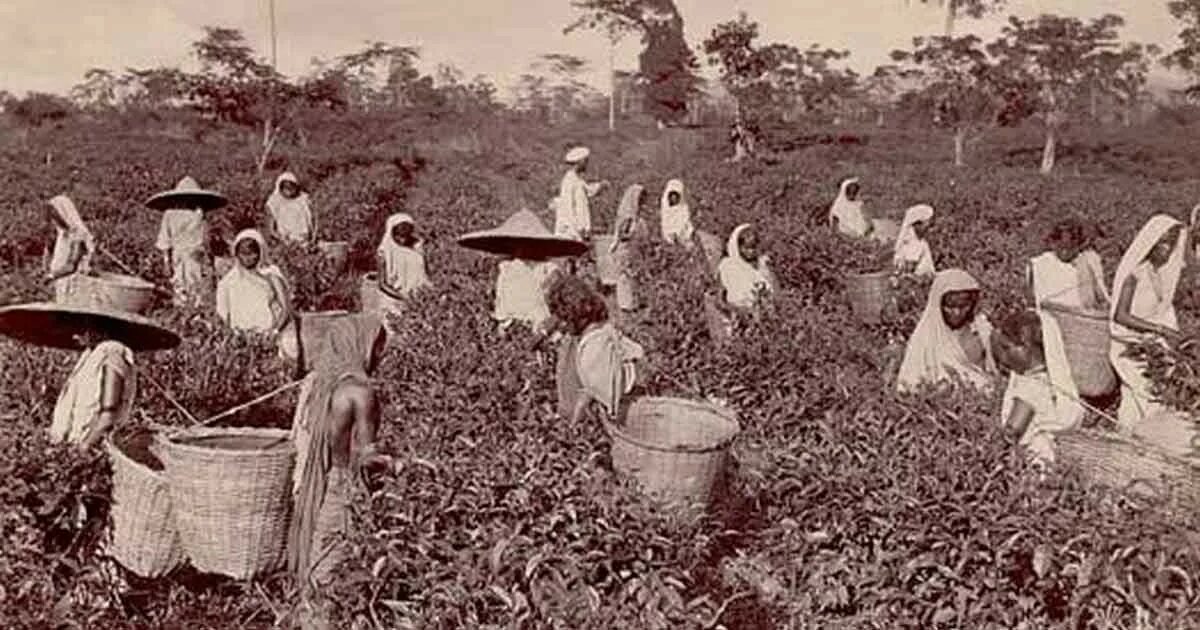 Традиционные общества индии. Чайные плантации в Индии 19 век. Плантации опиума в Индии 19 век. Плантации чая в Индии 19 век. Крестьяне в Индии 19 век.