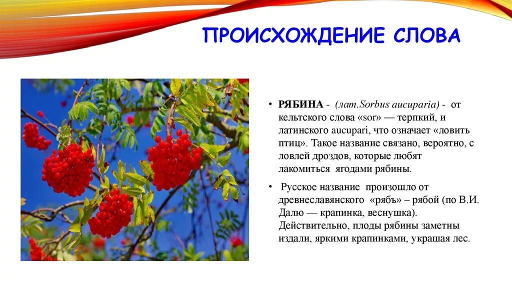 Рябина этимология слова. Презентация на тему рябина. Сведения о рябине. Рябина описание.