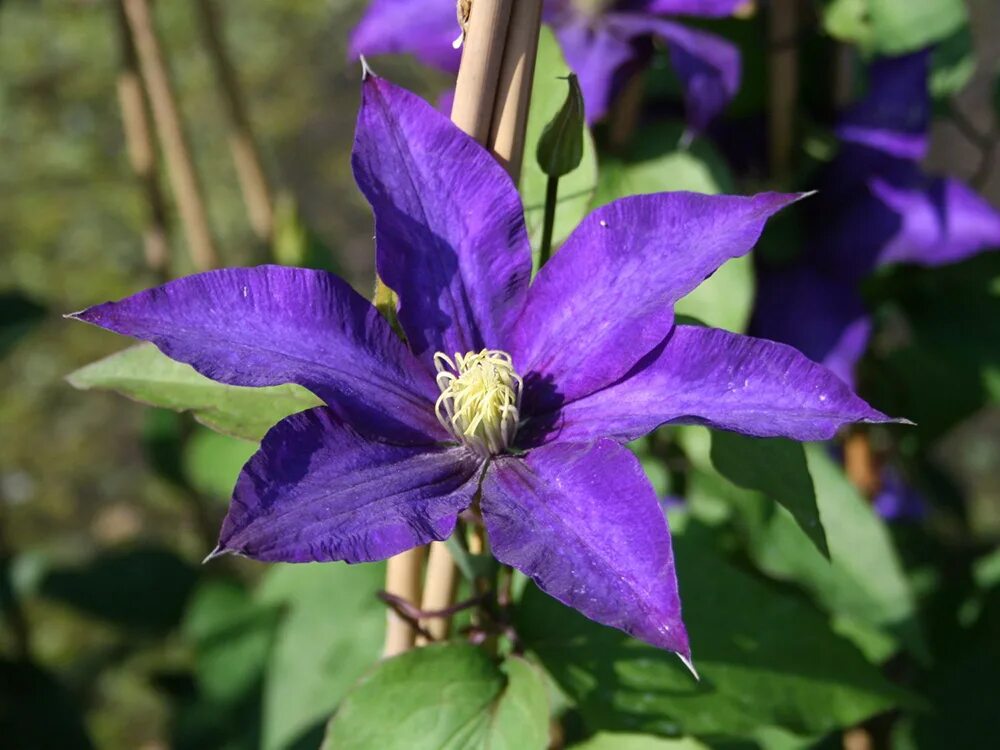 Клематис даниэль деронда. Клематис даниэль деронда описание. Clematis (клематис) 'daniel deronda'. Клематис деронда. Клематис гибридный даниель деронда.
