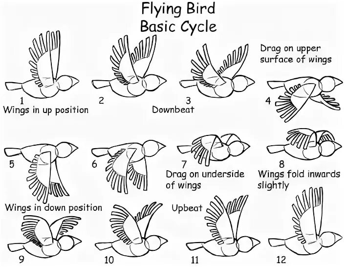 Раскадровка полета птицы. Полет птицы схема. Цикл полета птицы. Раскадровка анимации птицы.