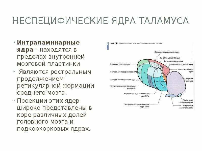 Каковы функции таламуса. Неспецифические ядра таламуса схема. Ассоциативные ядра таламуса и их функции. Ядра таламуса и их функции специфические и неспецифические. Ассоциативные ядра промежуточного.мозга.