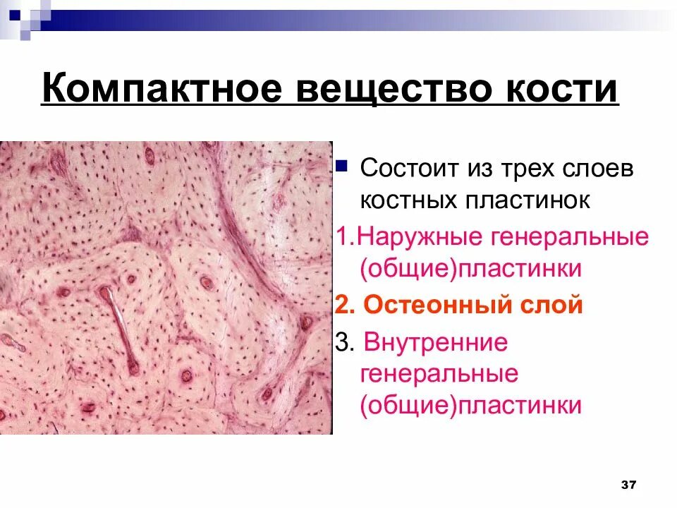 Компактное вещество. Компактная костная ткань. Компактная костная ткань пластинки. Компактное вещество кости состоит из