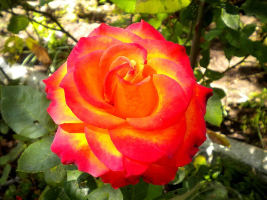 Роза сан марино. Роза в лучах солнца. Розы освещенные солнцем. Солнечные розы. Розы в солнечных лучах.