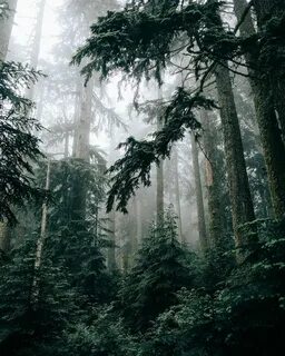 Лес успокаивает