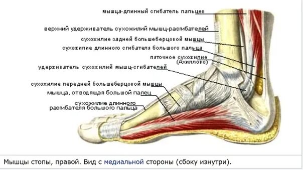 Длинный сгибатель стопы. Длинная малоберцовая мышца стопы анатомия. Сухожилие задней большеберцовой мышцы анатомия. Сухожилие длинного сгибателя большого пальца стопы. Сухожилие задней большеберцовой мышцы стопы.