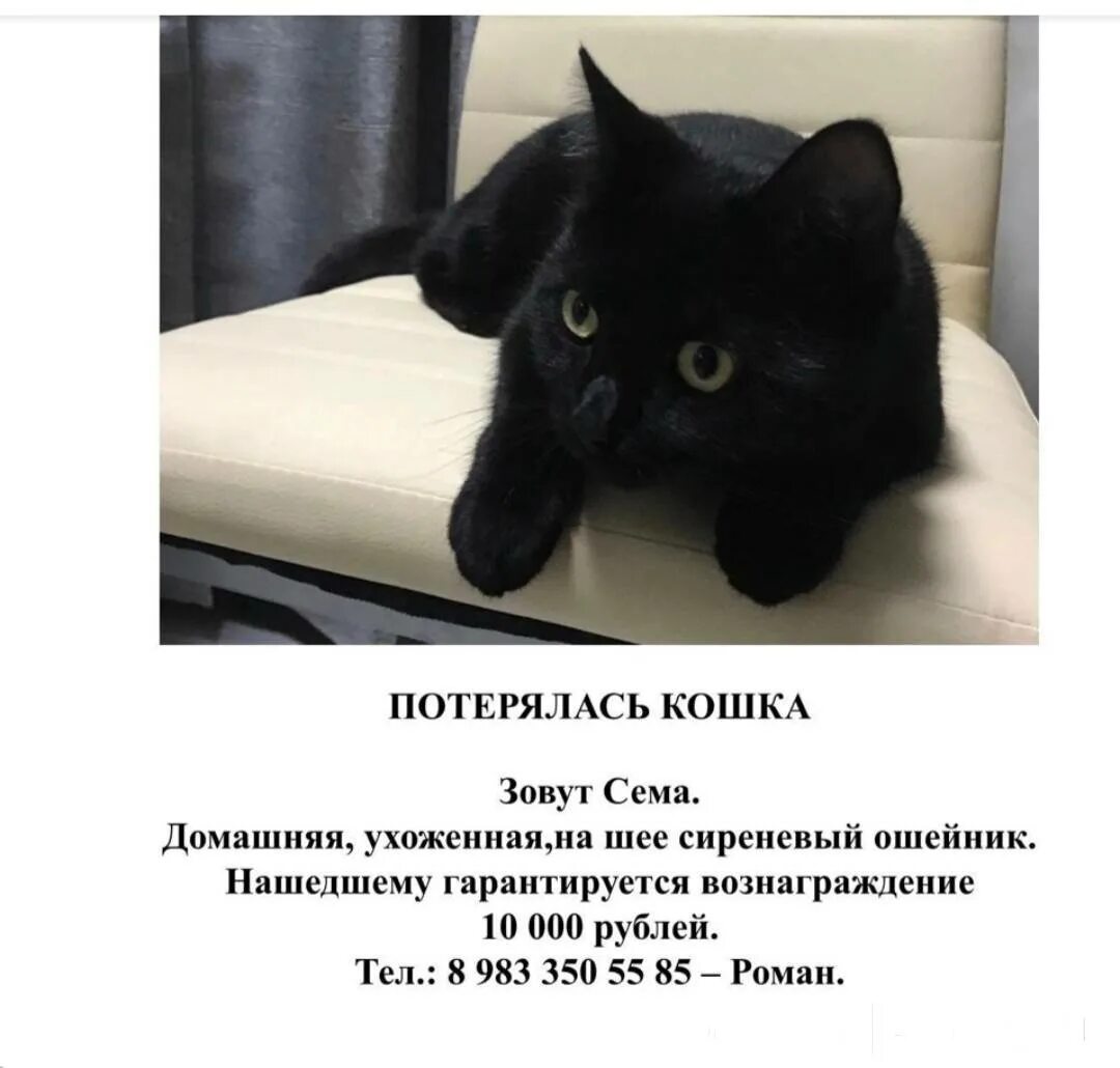 Потеряли кошку объявления