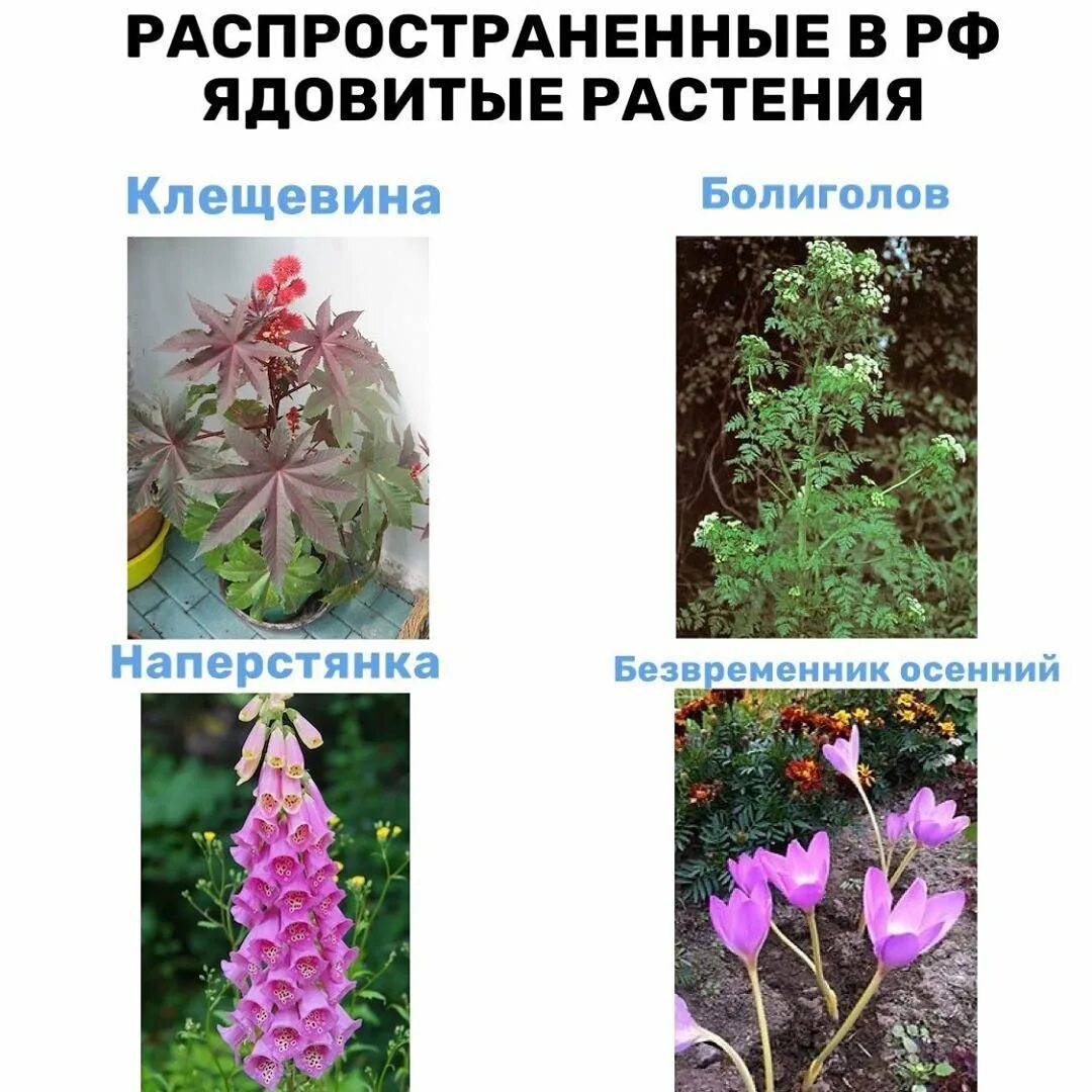 Какие цветы в запрете