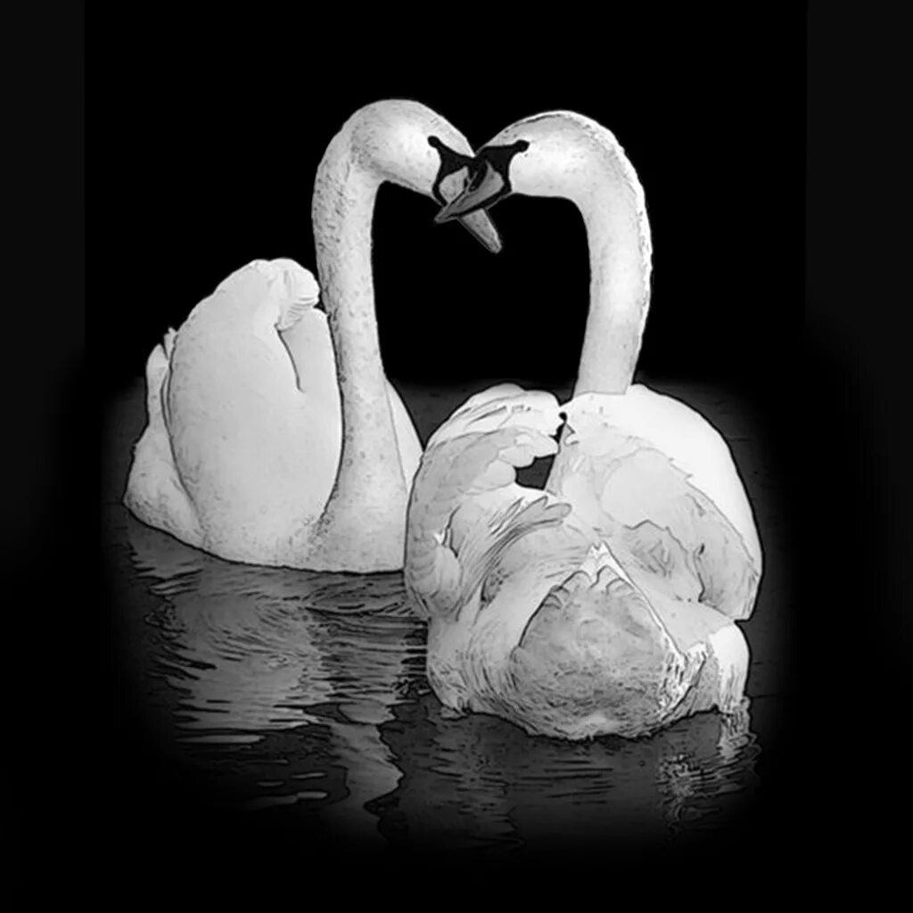 красивые лебеди. красивые лебеди. два лебедя. как велика верность твоя. любовь и лебеди.