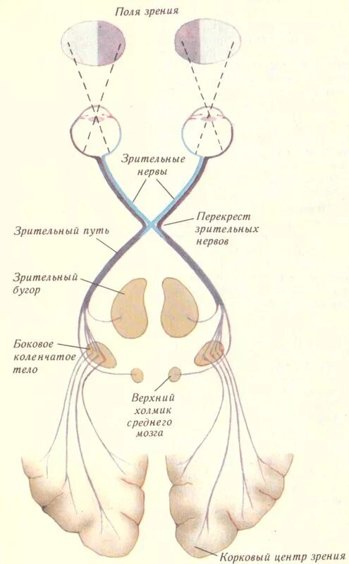 Схема 2 пары черепных нервов. Черепных нервов 2 пара зрительный. 2 Пара зрительный нерв схема. II пара черепных нервов – n. Opticus – зрительный нерв. Два зрительных нерва