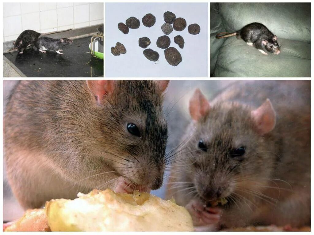 Мыши в доме. Мышь и крыса. Крысы в доме. Крысы вредители.