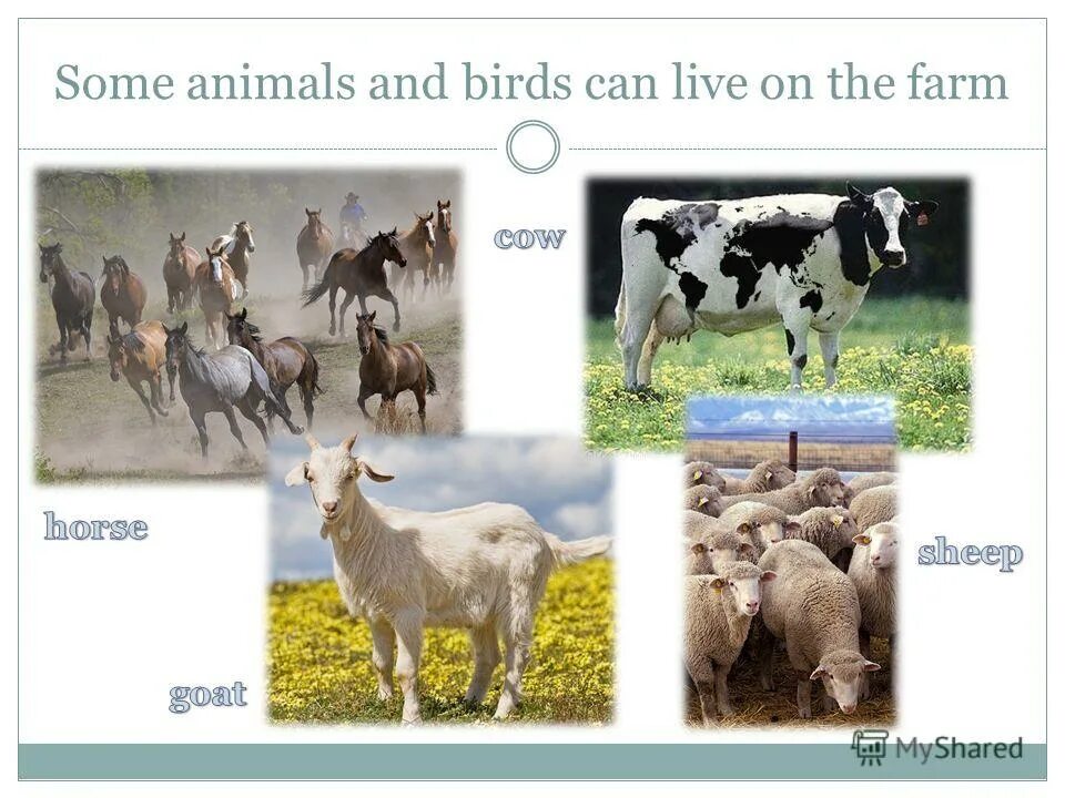 тема pets and other animals. Pets and other animals 3 класс. собаки вместе. Pets and other animals 3 класс. животные вместе.