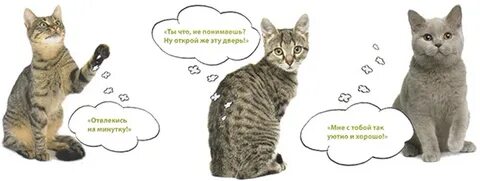Как по кошачьи сказать иди сюда