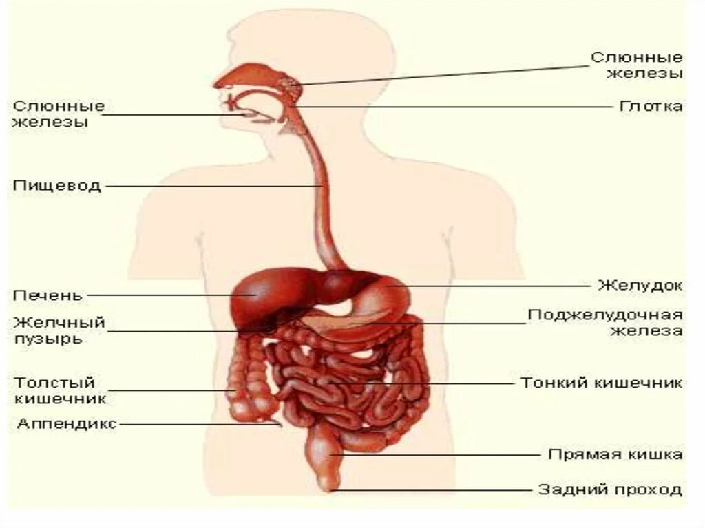 Пищеварительные железы пищевода. Самая большая железа пищеварительной системы. Печень пищевод желудок.