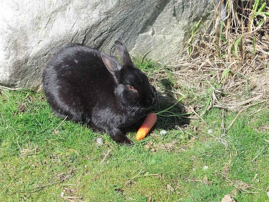 Черный кролик на английском. Новозеландский кролик черный. Черный кролик. Черный кролик с морковкой.