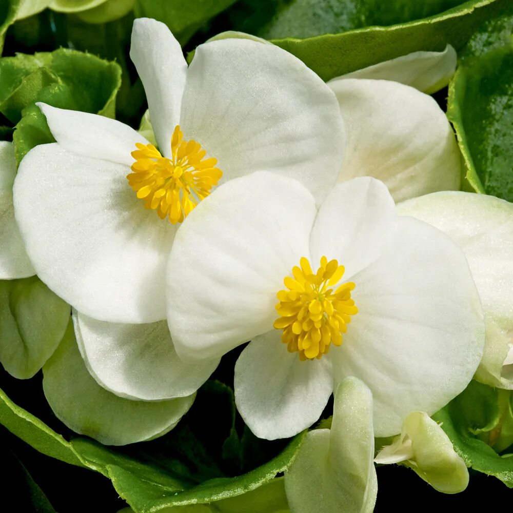 Бегония бада. Бегония бада. Бегония бада бум. Бегония вечноцветущая бада бинг роуз. Бегония вечноцветущая бронзоволистная белая.