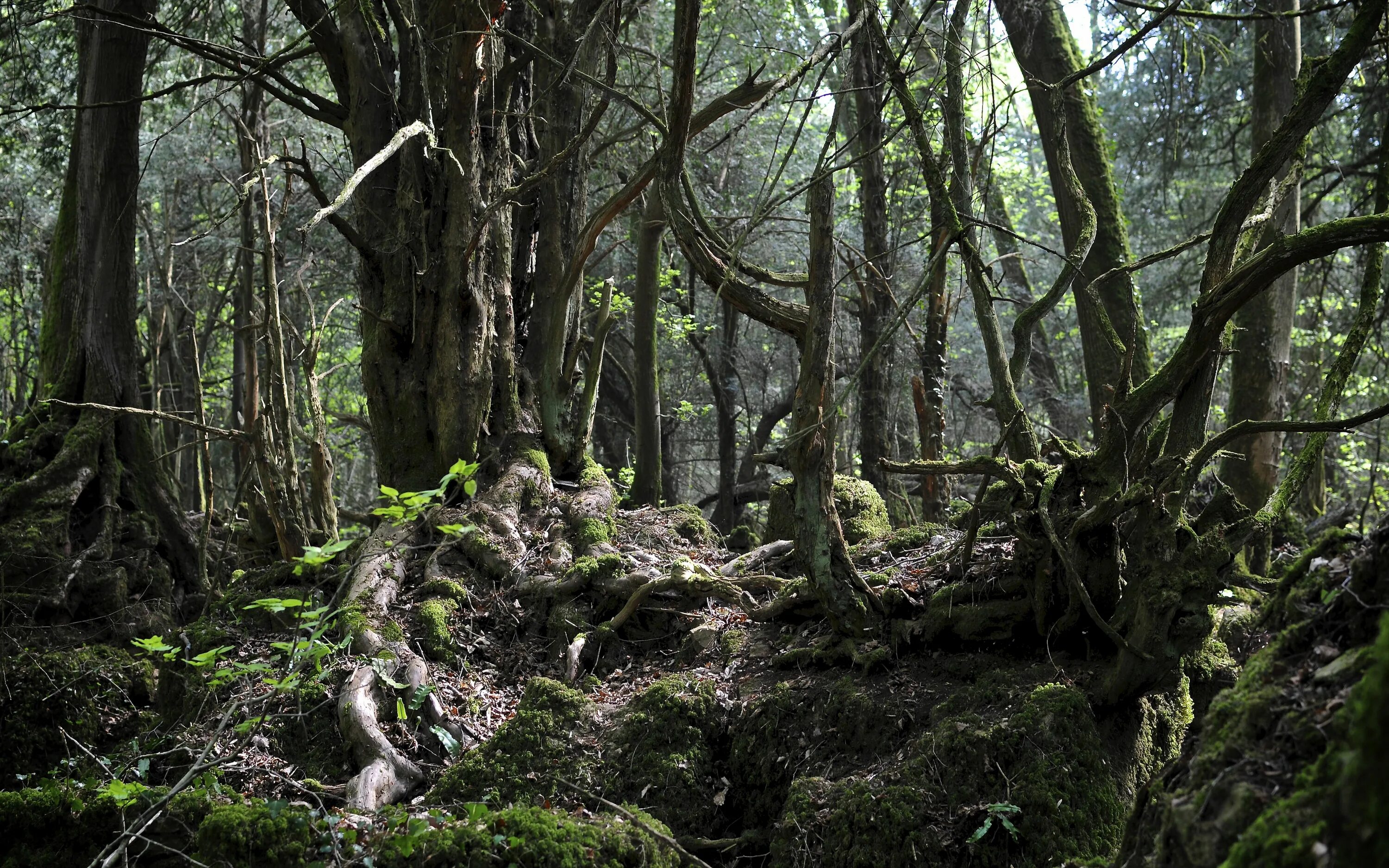 Невероятный лес. Лес Пазлвуд. Волшебный лес Толкиен. Волшебный лес Властелин колец. Таинственный лес Властелин колец.