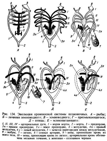 Филогенез кровеносной