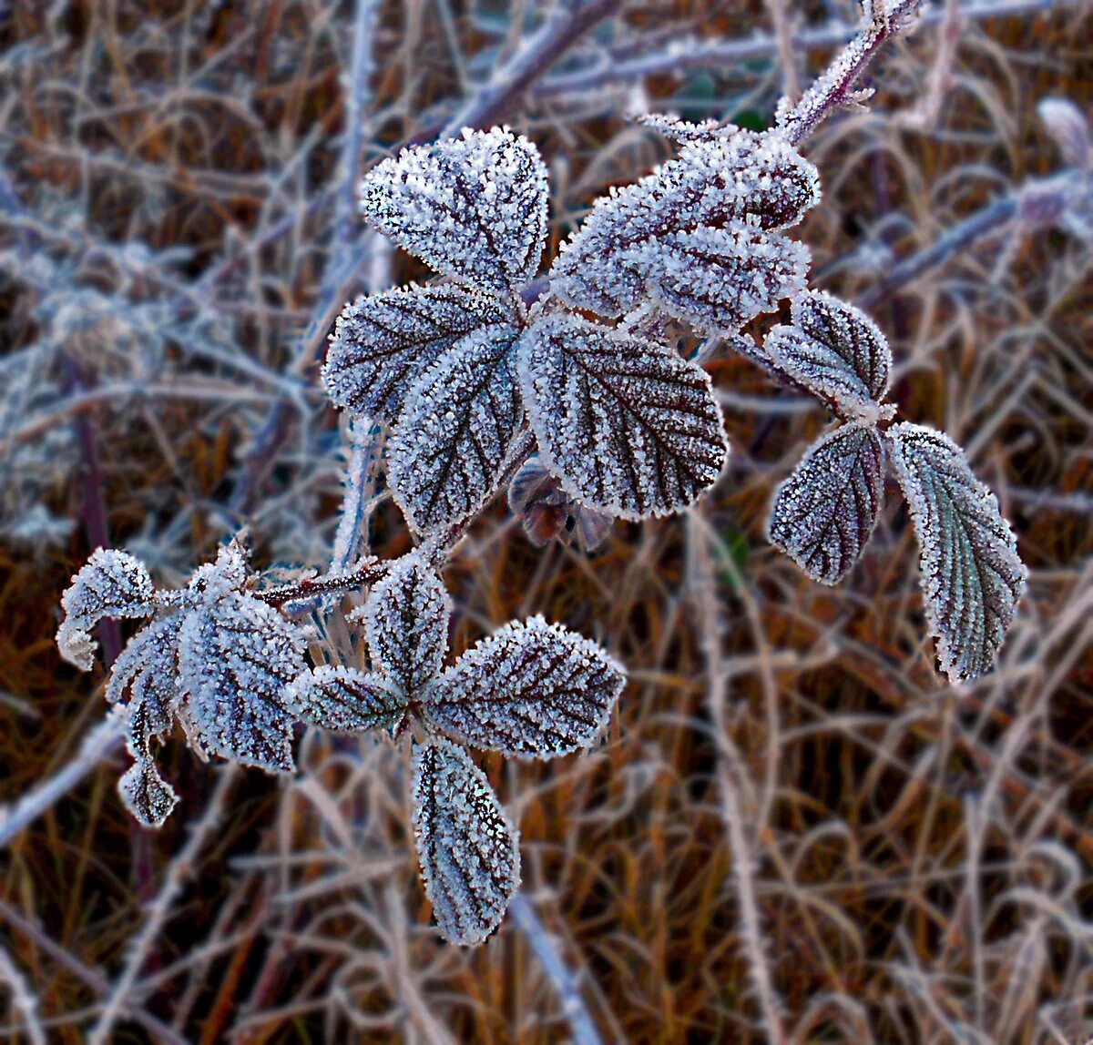 холодная изморозь. растения зимой. изморозь и изморось. кристаллическая изморозь. изморозь и изморось.