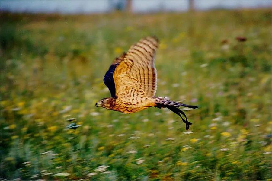 Галичья гора животные. Галичья гора животные. Галичья гора животные. Галичья гора заповедник. Заповедник хищных птиц галичья гора.