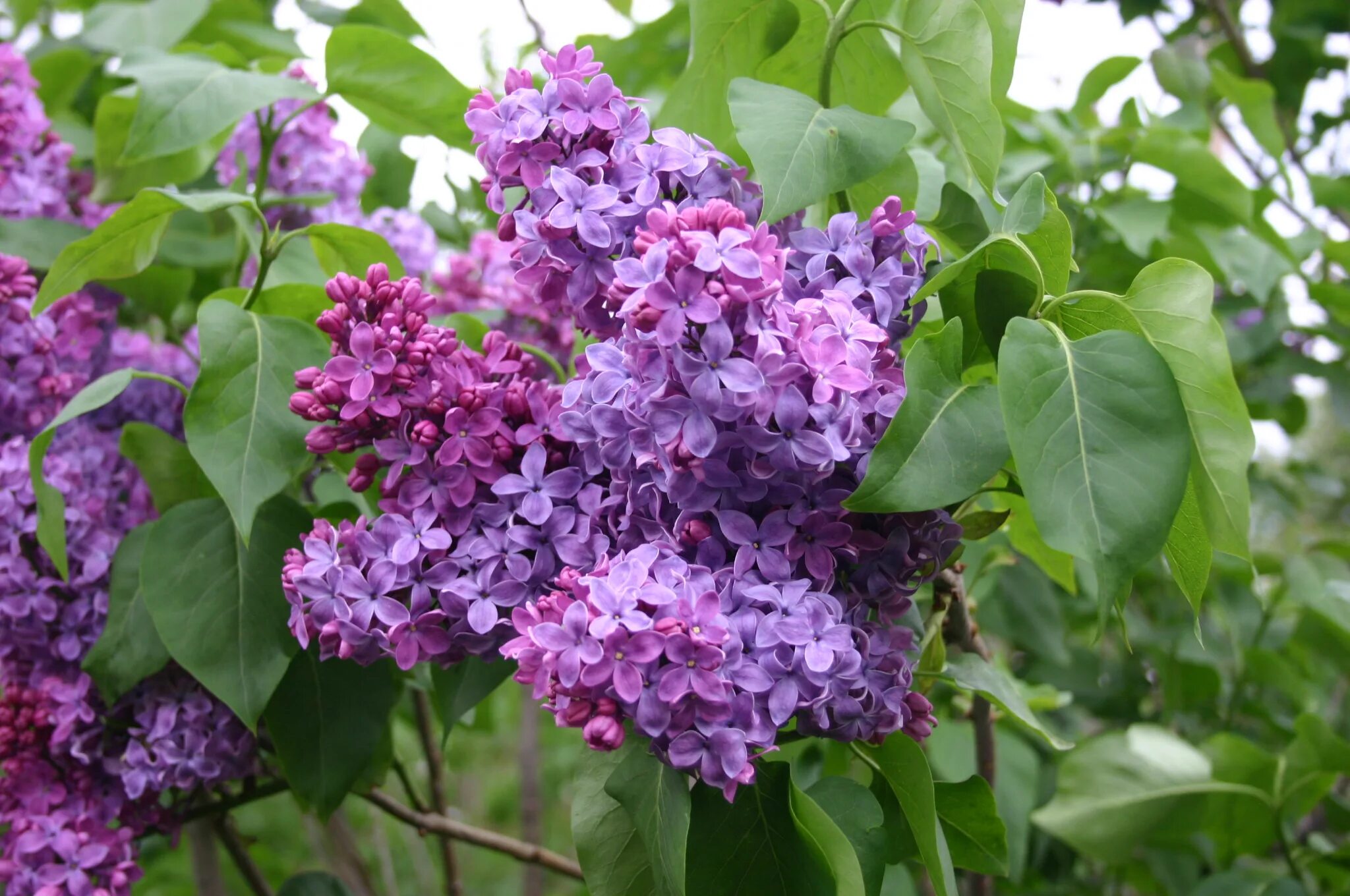 Сирень syringa. Сирень Syringa vulgaris. Сирень обыкновенная (Syringa vulgaris). Сирень обыкновенная Конго. Сирень сорт Конго.