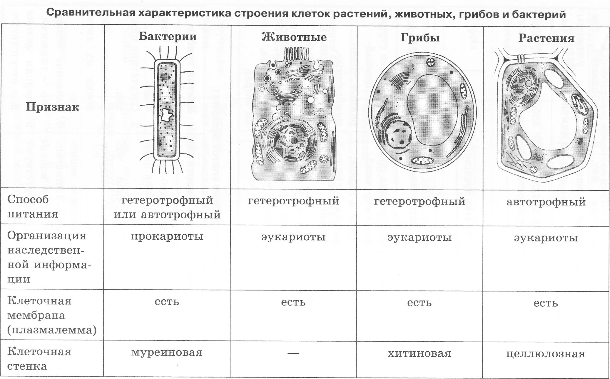 Строение клеток растений животных грибов и бактерий таблица. Растительная животная грибная и бактериальная клетки. Клетка строение эукариотической клетки. Строение растительный и животных клеток грибной и бактериальной. Группы организмов прокариот