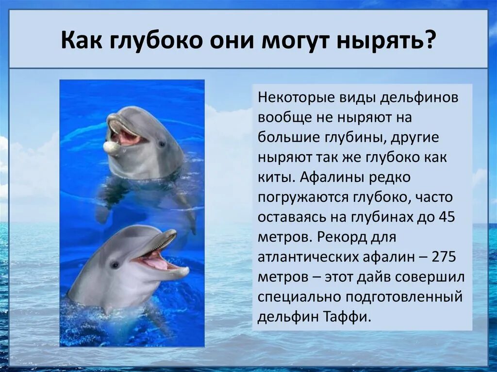 Доклад про дельфинов. Сообщение о дельфинах. Рассказ о дельфинах. Презентация про дельфинов. Впр текст про дельфинов