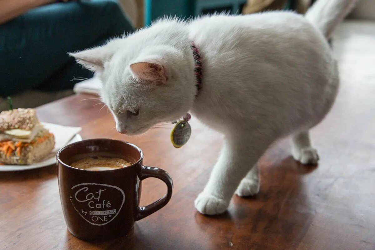Кот и кофе. Котик с кофе. Котенок с чашкой кофе. Кот с чашкой чая. Кофе кис