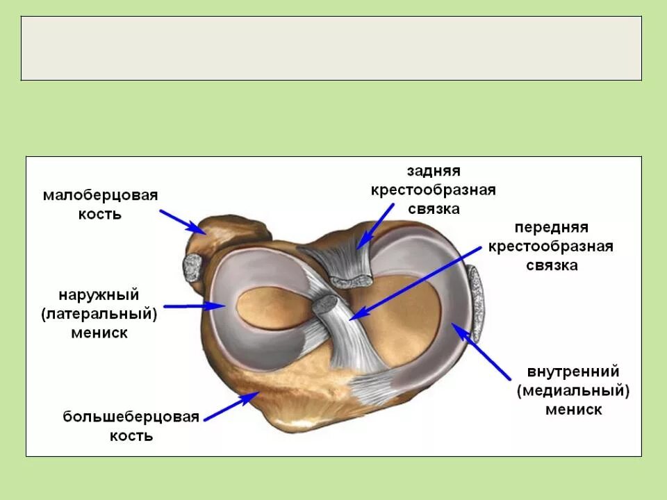 Связка мениска колена. Повреждение медиального мениска коленного сустава. Медиальный мениск коленного сустава. Разрыв мениска коленного сустава. Медиальный мениск коленного сустава анатомия.