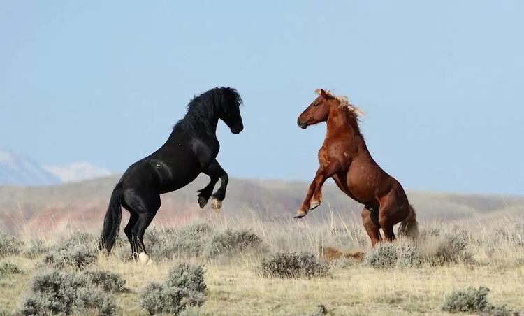 Лошадь породы Мустанг. Мустанг одичавшая лошадь. Американский Мустанг лошадь. Лошадь породы Мустанг иноходец.