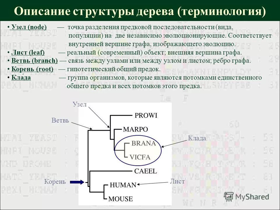 Рнк зависимая. РНК зависимая РНК полимераза. Предковый глобирн.