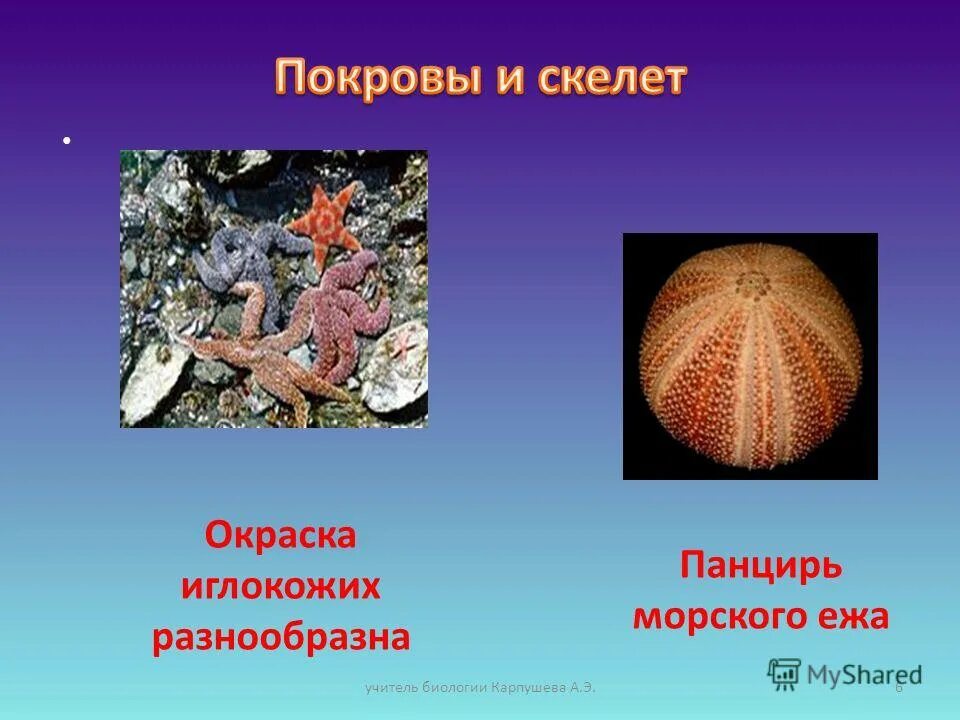 иглокожие представители. осевой комплекс органов иглокожих. морской еж покров. морской еж покров. иглокожие морской еж.