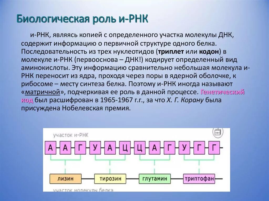 Биологическая рольрнгк. Биологическая роль МРНК. Биологическая роль РНК. ИРНК.