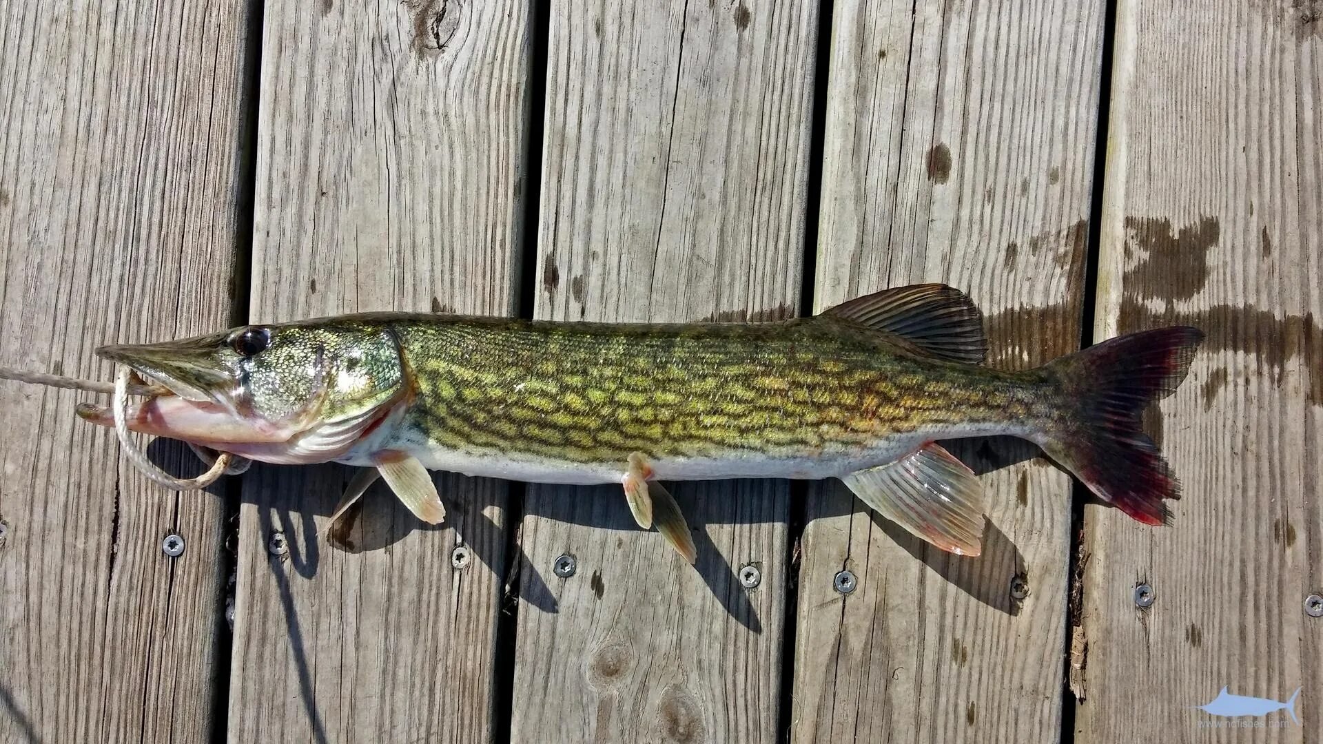 Обыкновенная щука (Esox Lucius). Полосатая щука Esox Niger. Дальневосточная щука. Макрель щука обыкновенная.