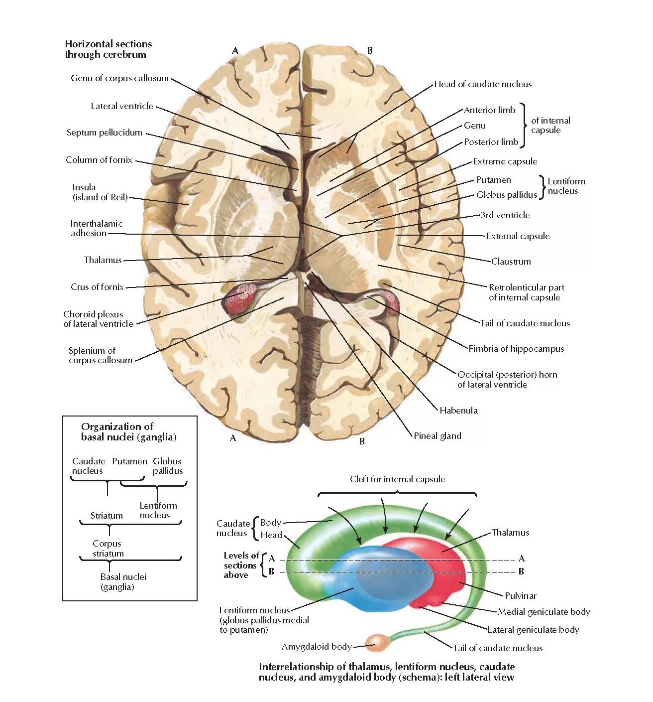 Базальные ядра головного мозга анатомия. Горизонтальный срез мозга базальные ядра. Горизонтальный разрез головного мозга базальные ядра. Подкорковые ядра (чечевицеобразное, скорлупа, бледный шар).