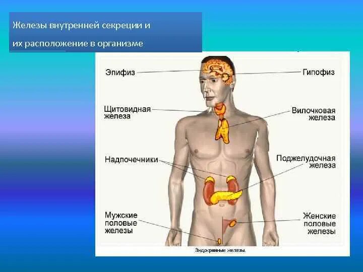 Придаточная железа у мужчин. Железы внутренней секреции. Органы внутренней секреции. Железы внутренней секреции органы. Расположение желез внутренней секреции.